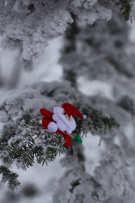 눈꽃 위 산타 눈꽃이 핀 나무에 걸린 산타모형