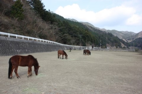 일본 쓰시마 마사공원