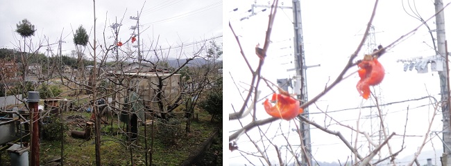           시가현 오츠시 도 마을에 있는 감나무에 남겨진 까치밥입니다. 일본사람들은 새 먹이이라고 부릅니다. 이미 반은 날짐승이 먹어서 없앴습니다.