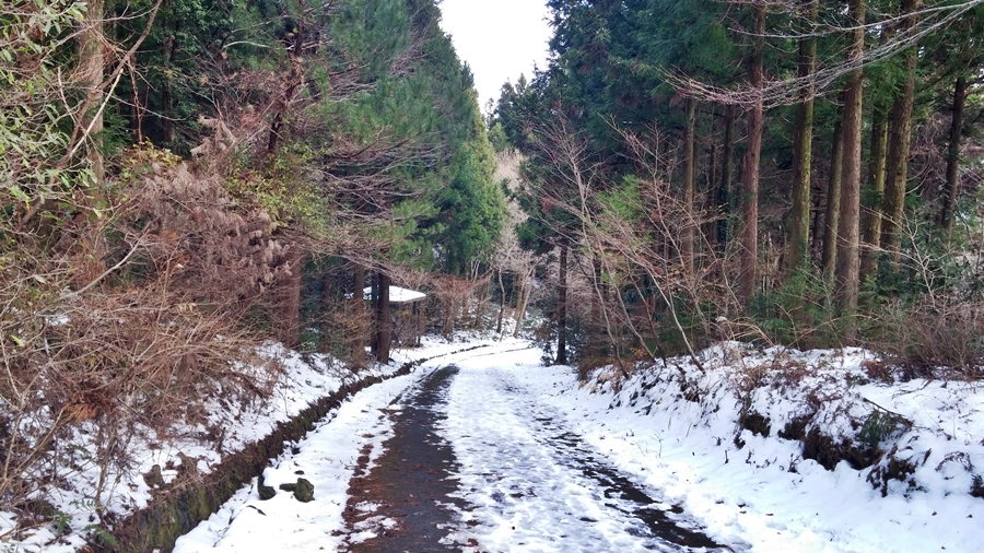 제주에 눈이 내린 어느 날, 서귀포자연휴양림을 찾았다. 눈 내린 산책로가 제법 겨울 느낌을 내준다.