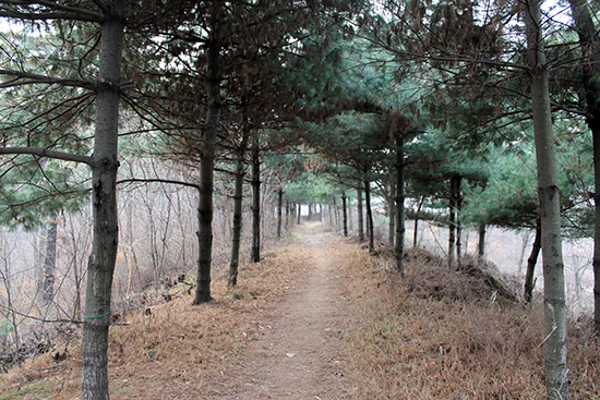 직산현청 뒤편, 직산성이 있었던 얕은 산은 전쟁의 흔적은 찾을 길 없고 고요한 평화가 흐르는 신책로로 변해 있다. 