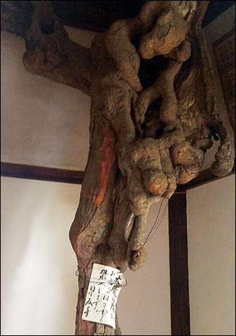 성곡사 7대불가사의 가운데 하나인 고목은 죽어 잘린 상태로 본당에 모셔져 있다. 