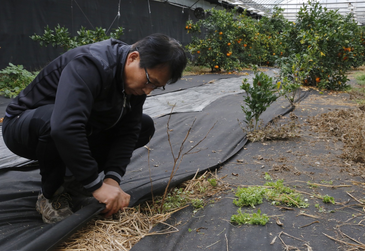 천만일 씨가 레드향을 재배하고 있는 하우스의 토양을 살피고 있다. 지난해 12월 29일이다.