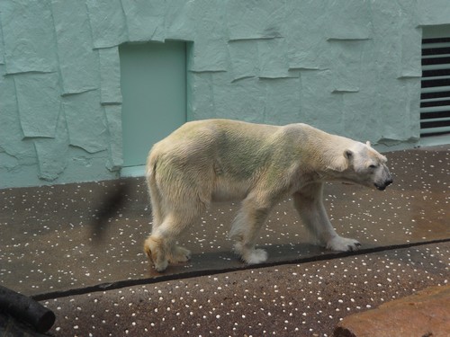 속그림. 한국처럼 '더운' 나라는 북극곰이 살 수 없단다. 너무 더워 괴로운 북극곰 몸에는 여름이면 몸에 녹조류가 생긴다고 한다.