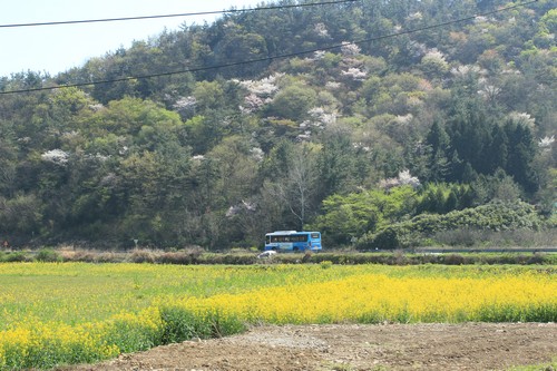 마을과 들과 숲을 가로지르는 시골버스. 2016년 4월