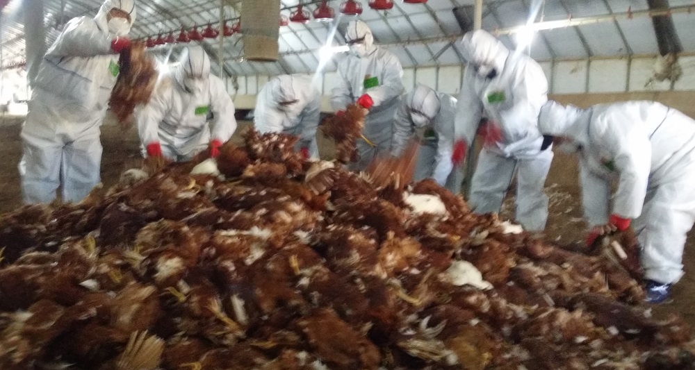 지난해 말 충북 음성군 생극면 한 산란계 농장에서 공무원들이 살처분을 위해 안락사 시킨 닭을 한 곳으로 모으고 있다.