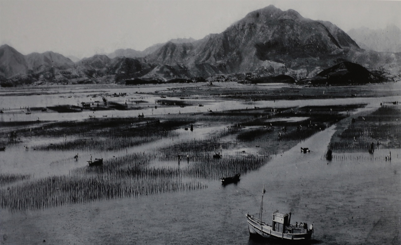 산죽을 섶으로 이용한 김양식장 풍경. 지금은 뭍으로 변한 가야산 아래 바닷가 풍경이다. 1949년 찍은 사진이다. 김역사관에 걸려 있다.