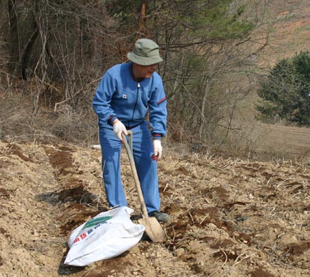  조기 퇴직 후 강원 산골로 내려와 얼치기 농사꾼으로 텃밭에 두엄을 내다(2004. 4. 안흥마을)