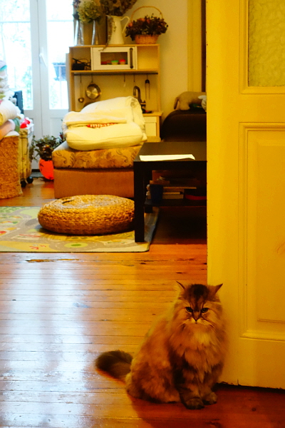 손님들이 관광을 나가면 방 밖으로 나오는 고양이 ‘꽃님이’.