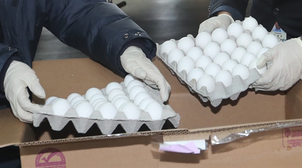 미국산 계란 100톤이 지난 14일 오전 대한항공 편으로 인천공항에 도착, 농림축산검역본부 직원들이 검역하고 있다.