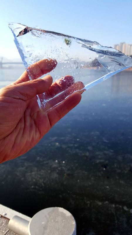 세종보 상류 마리너 선착장에서 깬 얼음의 두께가 10cm 정도다.