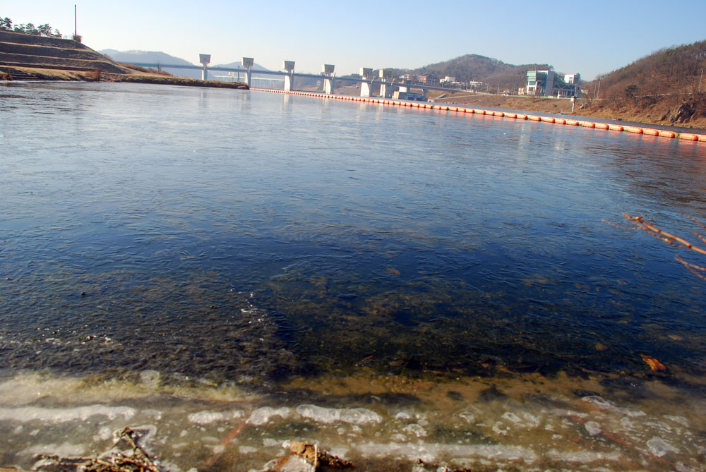 공주보 상류 수상공연장 인근은 온통 녹조밭처럼 녹색 얼음판이 만들어졌다.