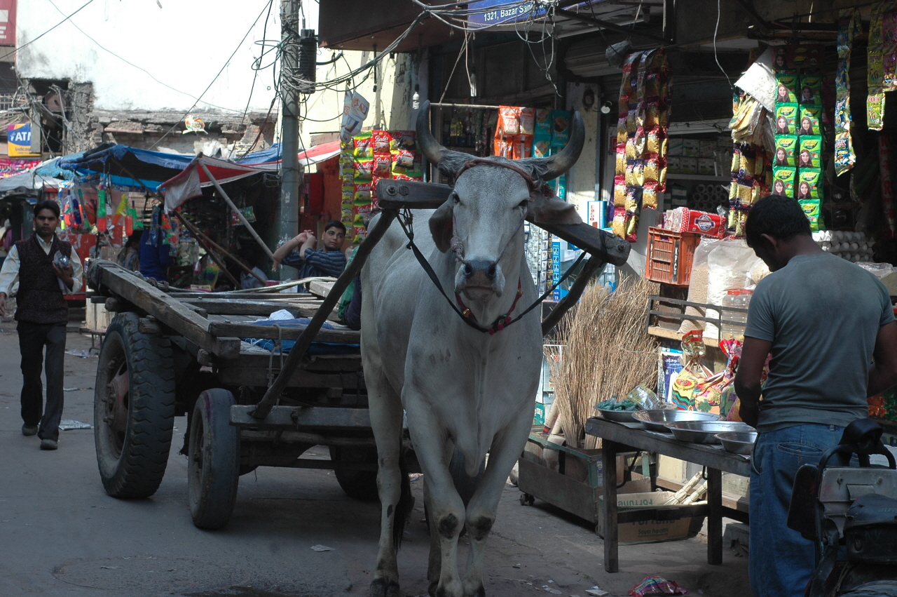 3개월 여 만에 델리, 여행자의 거리 빠하르 간지로 다시 돌아왔다.