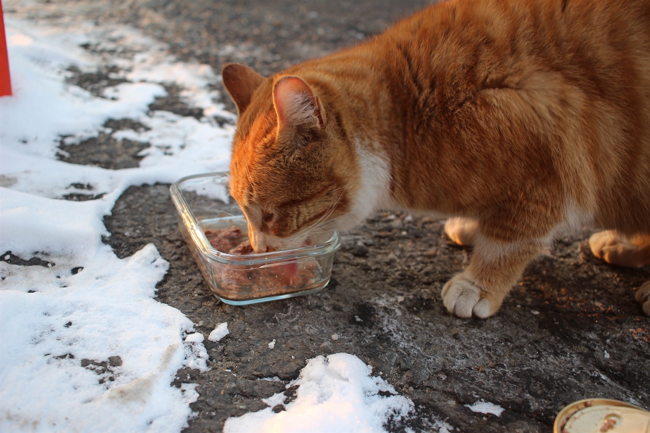 배고팠는지 눈밭에서 허겁지겁 밥 먹는 길고양이