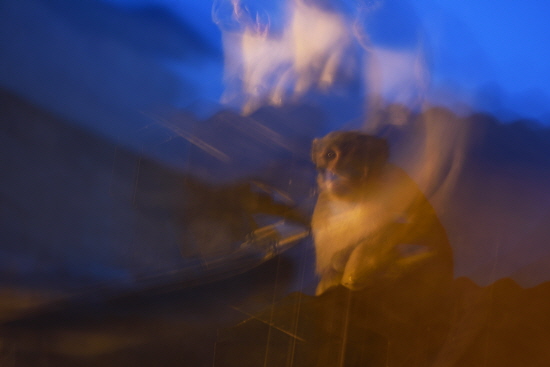 새벽에 사원에 오른자 원숭이가 낯선 이방인을 지붕에서 가만히 내려다 보고 있다.
