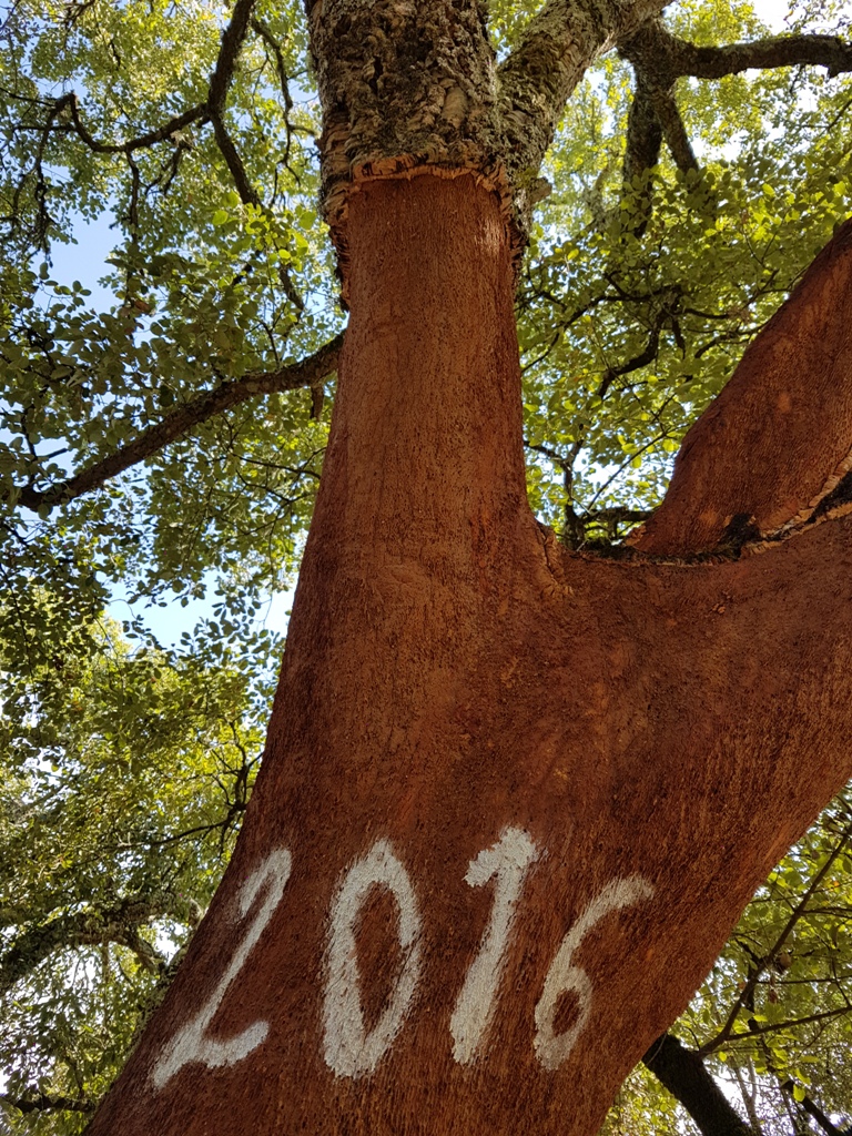 코르크, 즉 껍질이 벗겨진 굴참나무. 2016년에 벗겼다는 뜻의 글씨가 선명하다. 대부분 나무가 껍질이 벗겨지면 죽는다. 다만 굴참나무만 괜찮다고 한다.