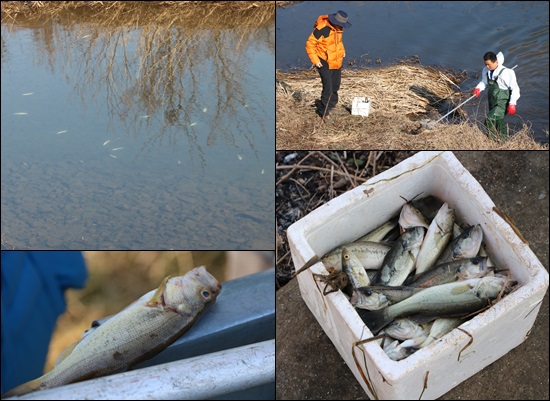  사천과 진주의 경계지역인 중선포천 일원에 큰입배스 등 일부 어종이 폐사체로 떠올라 사천시와 진주시가 폐사원인을 조사하고 있다.