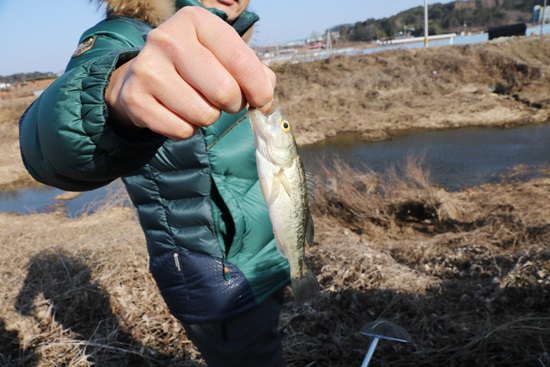  30일 오전 중선포천 현장 확인 결과, 큰입배스 등 일부 어종만 폐사체로 발견됐다.  