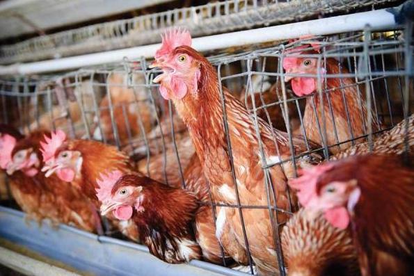 우리가 먹는 치킨에 사용되는 닭은 움직일 수도 없는 좁은 공간에서 스트레스를 받으며 사육된다.