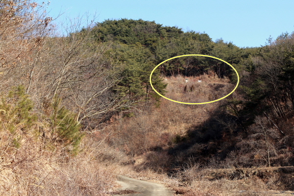  합천 삼가 병산재를 지나 시멘트 포장 임도를 따라 올라가다 차를 세웠다. 먼발치에서 선생의 모친인 ‘합천 삼가 하판리 숙부인 이씨 묘’를 먼발치에서 보기 위해서다.