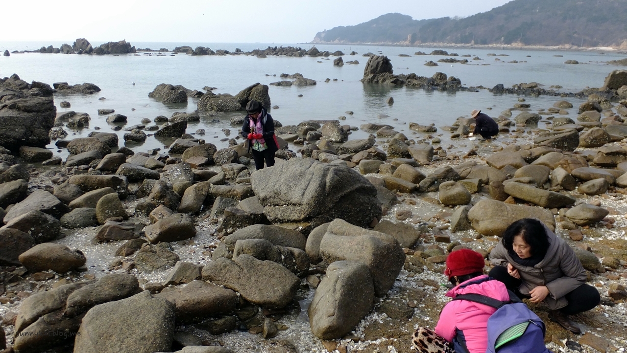 바닷가에 돌들이 많아 천연 굴밭이 된 선녀바위 해변.   