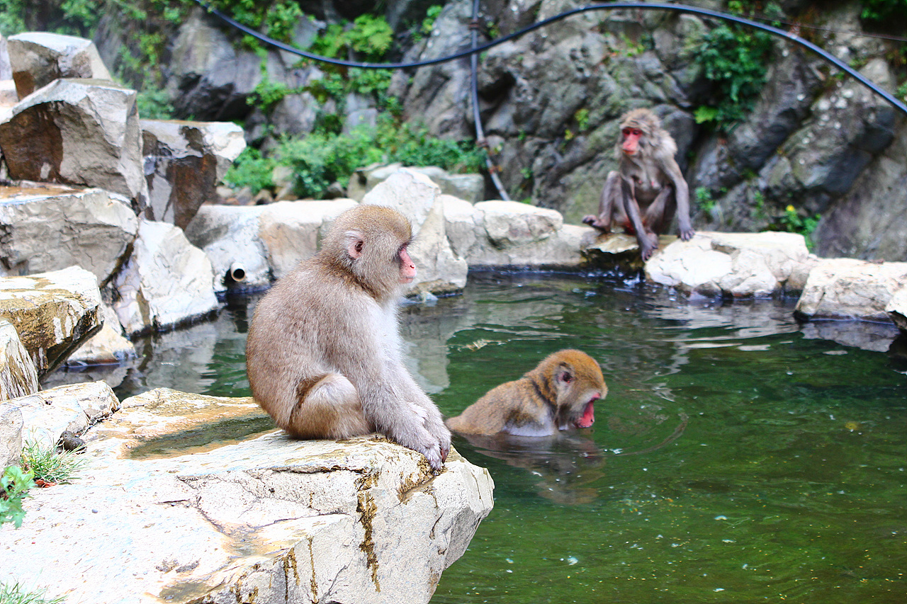 원숭이가 즐기는 온천천국 지고쿠다니야엔코엔