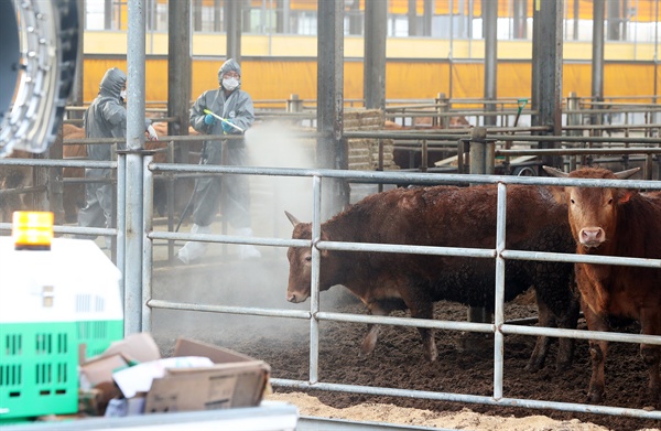 구제역 확산으로 전국 축산농가에 일시 이동중지 명령이 내려진 7일 오후 경기도 용인시의 한 축사에서 용인축산농협 관계자들이 방역을 하고 있다.