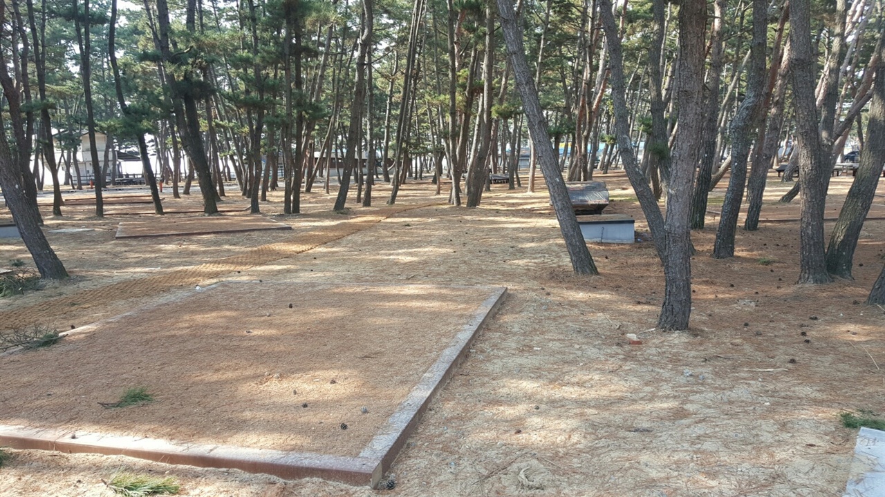 몽산포 해수욕장 소나무 솦에 조성되고 있는 야영장