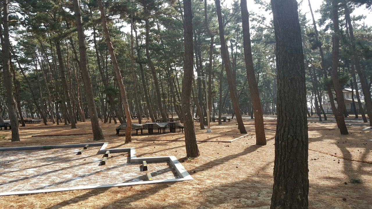 아름드리 소나무가 즐비한 송림속에 조성된 몽산포 야영장