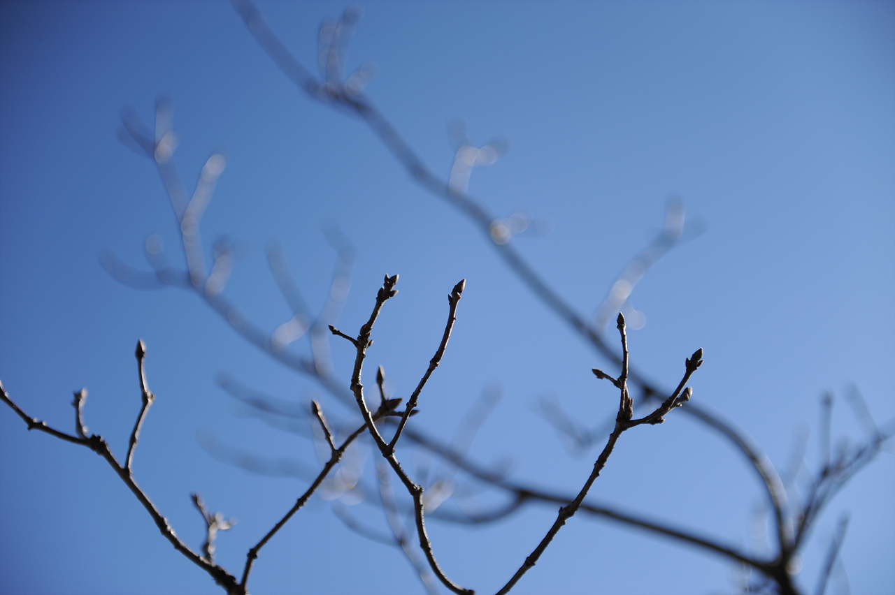 "말로 다할 수 있다면 하늘은 왜 푸르랴."
파란 하늘 아래 참나무 가지가 움 틔울 준비를 끝냈습니다.