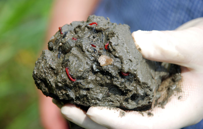 금강에서 퍼올린 흙속에는 환경부 수생태 4급수 오염지표종인 붉은 깔따구가 득시글하다.