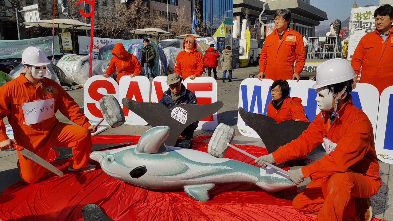 울산남구청에서 수입한 돌고래 2마리 중 1마리, 5일만에 폐사