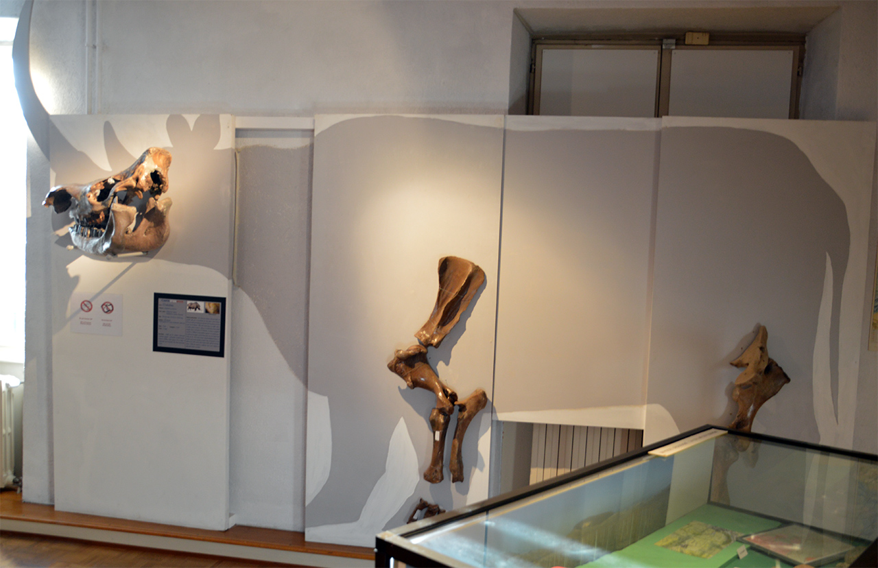 프랑스에서 발굴된 코뿔소 화석이 이해하기 쉽게 전시되어 있다.