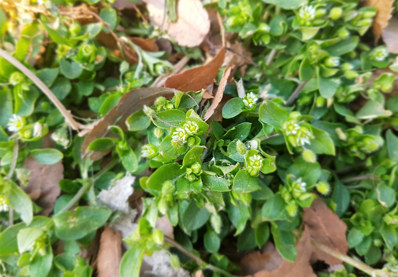  곰밤부리가 새봄에 꽃을 피우기 시작합니다. 이를 캐다 봄나물로 무쳐먹거나 된장국을 끓여 먹으면 봄맛을 느낄 수 있습니다.