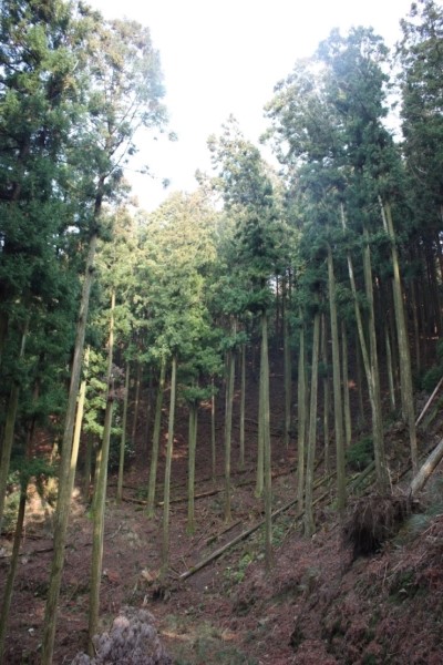 역시 일본 쓰시마 삼나무 