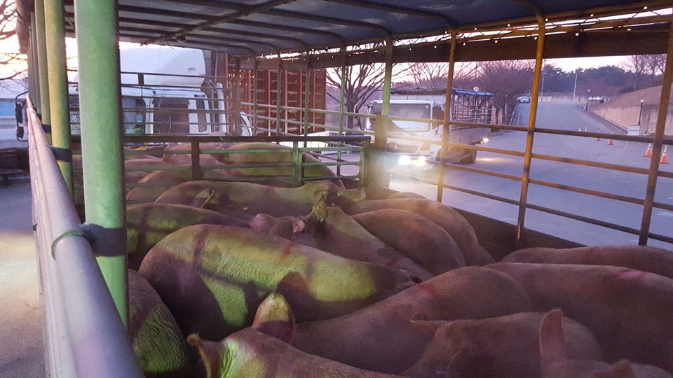 홍성군에서는 구제역 차단방역을 위해서 축산농가에 출입하는 모든 차량에 소독을 하고 있는 가운데 21일 오전 출하하는 차량과 돼지가 함께 소독을 하고 있다