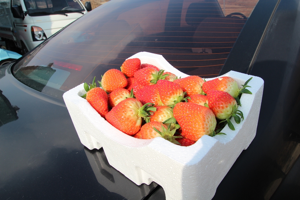 잘 익은 딸기는 박스 포장 후 출하한다. 
