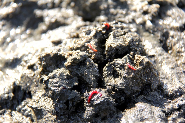 낙동강 창녕합천보의 물 방류로 일부 바닥을 드러낸 율지교 쪽 뻘층 안에서 붉은깔다구가 발견되었다.