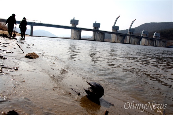 펄스형 방류로 낙동강 창녕합천보 상류 오른쪽 가장자리에서 죽은 조개가 발견되었다.