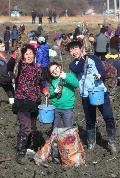  함양 '연근' 캐기.