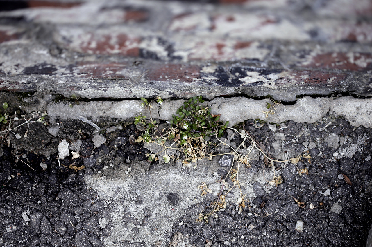 아스팔트와 벽 사이의 공간에 초록생명이 봄을 알리고 있다(3월 1일).