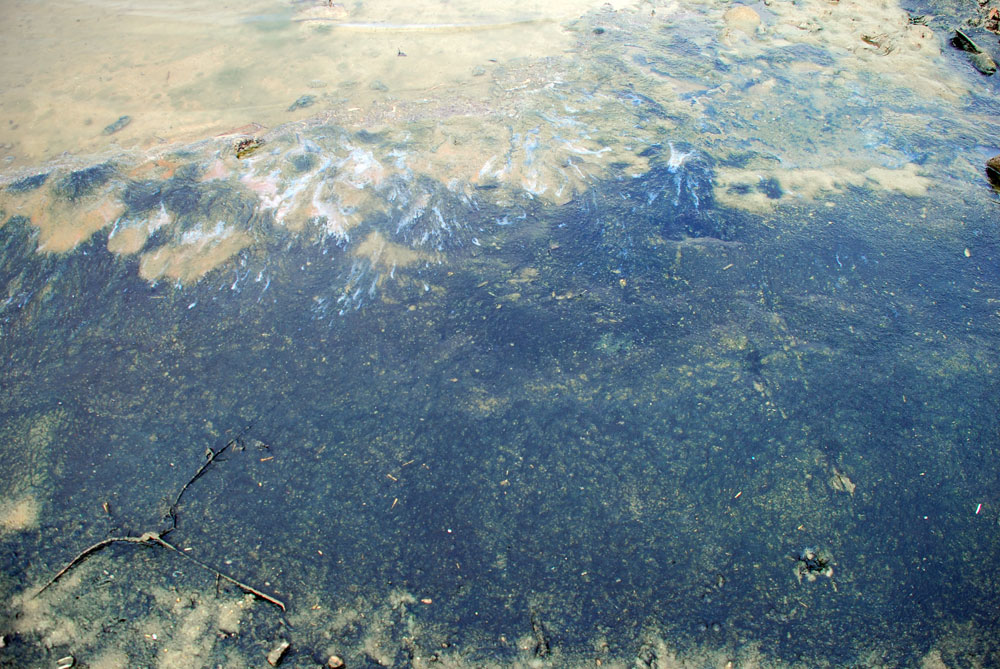  세종보 물이 빠지면서 강바닥이 온통 지난해 가라앉은 조류 사체로 가득하다.