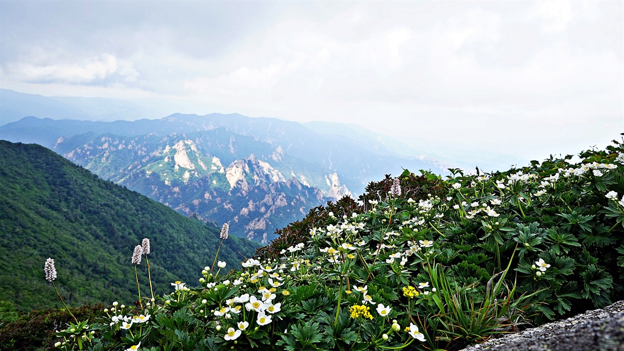 바람꽃 ▲ 바람꽃 학명이 <Anemone narcissiflora L.>인 바람꽃은 설악산의 해발 1,000m 이상 지대에서 발견되는데 흘림골과 공룡능선, 용아장성, 대청봉이 대표적인 자생지다. 대청봉은 온천과 약수터가 있는 오색2리에서 등산로가 개방되어 있으나 원칙적으로 주소는 강원도 양양군 서면 오색1리에 속한다. 지난해 6월 25일 대청봉에 올라 촬영한 바람꽃이다. ⓒ 정덕수