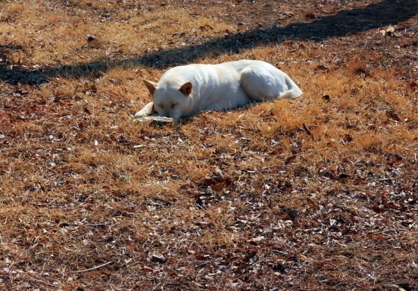산청 조산공원 햇살 넉넉하게 내리는 풀 한쪽에 하얀 개 한 마리 두 눈을 감고 잠들었다. 
