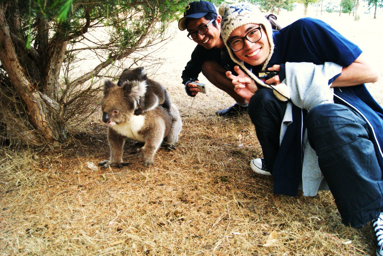 Koala Walk에서 아기 코알라를 업은 엄마 코알라를 만났다.