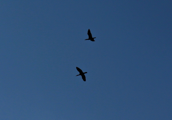 푸른 하늘을 헤엄치듯 날아가는 새와 작별을 고하고 왔던 길로 다시 돌아갔다. 