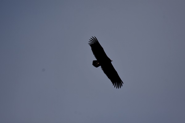 천연기념물 독수리가 낙동강 하늘 위를 날고 있다. 