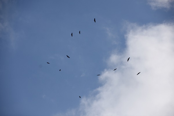 독수리 20여 마리가 낙동강변 위를 떼로 날고 있다. 