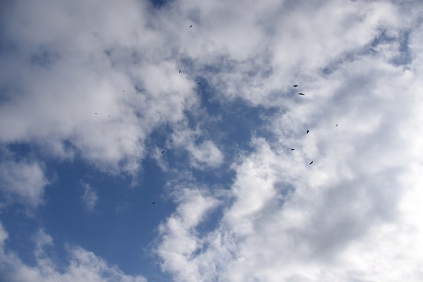 독수리 20여 마리가 하늘을 천천히 날며서 비행을 즐기고 있다