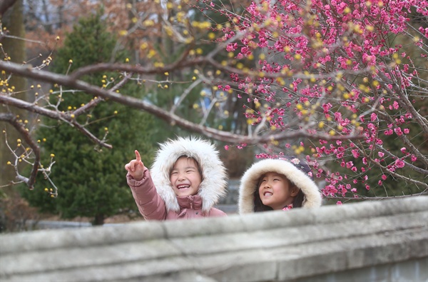 8일 함양 농산물품질관리소의 산수유와 홍매화.